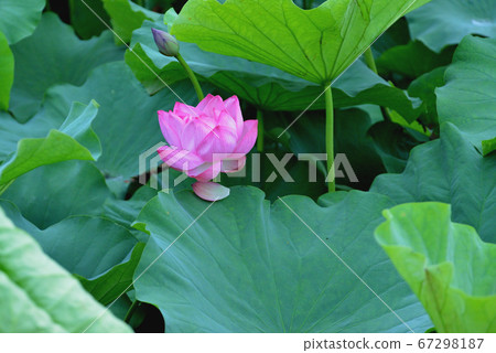 上野公園忍者池塘荷花 67298187