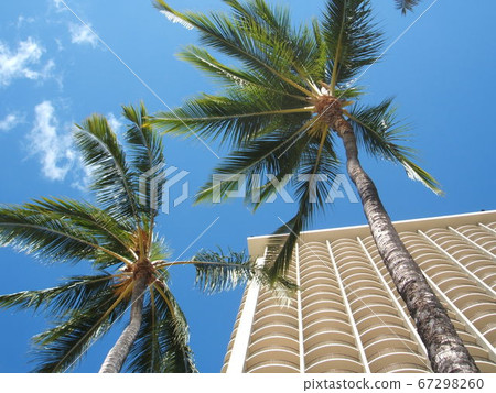 Beautiful landscape of palm trees and white buildings in Saipan 67298260