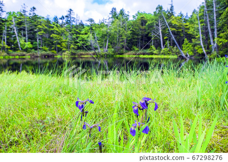Hyotan Pond and Shiga Iris 67298276