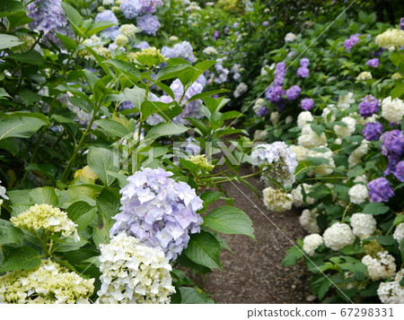 Hydrangea in Minamizawa Hydrangea in the mountains 67298331