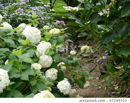 Hydrangea near the entrance to Minamizawa Hydrangea Mountain 67298353