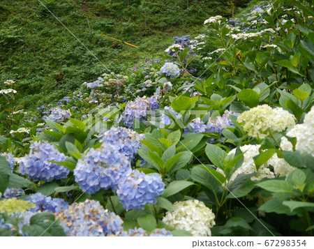 南澤繡球山入口附近的繡球 67298354