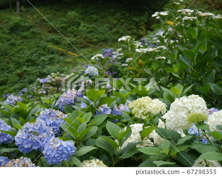 Hydrangea near the entrance to Minamizawa Hydrangea Mountain 67298355