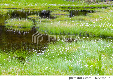四十八個池塘和羊草 67298506