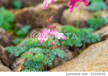 Dicentra flowers blooming in Hakuba Goryu Alpine Botanical Garden Dicentra flowers blooming in Hakuba Goryu Alpine Botanical Garden 67298598