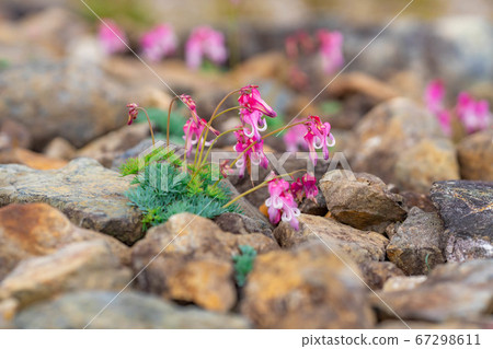 Dicentra flowers blooming in Hakuba Goryu Alpine Botanical Garden Dicentra flowers blooming in Hakuba Goryu Alpine Botanical Garden 67298611