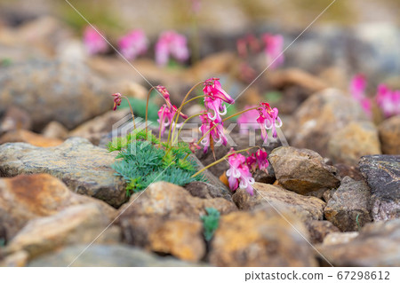 Dicentra flowers blooming in Hakuba Goryu Alpine Botanical Garden 67298612