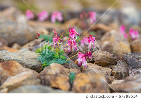 Dicentra flowers blooming in Hakuba Goryu Alpine Botanical Garden Dicentra flowers blooming in Hakuba Goryu Alpine Botanical Garden 67298614