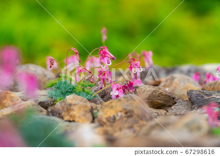 Dicentra flowers blooming in Hakuba Goryu Alpine Botanical Garden Dicentra flowers blooming in Hakuba Goryu Alpine Botanical Garden 67298616