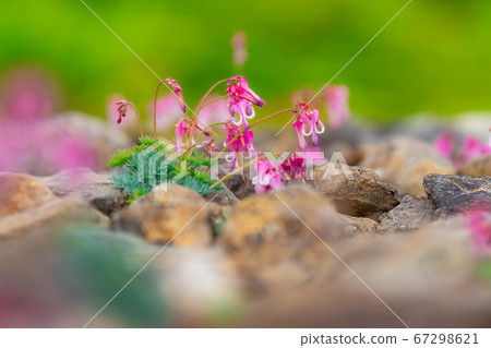 Dicentra flowers blooming in Hakuba Goryu Alpine Botanical Garden Dicentra flowers blooming in Hakuba Goryu Alpine Botanical Garden 67298621