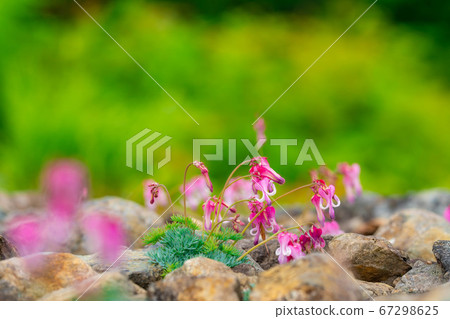 在白马高丽高山植物园中盛开的荷包牡丹属植物花 图库照片