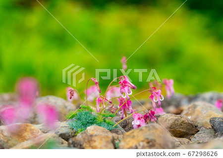 在白馬高麗高山植物園中盛開的荷包牡丹屬植物花 67298626