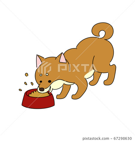 柴犬吃米飯 67298630