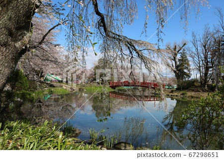 公園裡盛開的紅橋上有100個最佳櫻花點 67298651