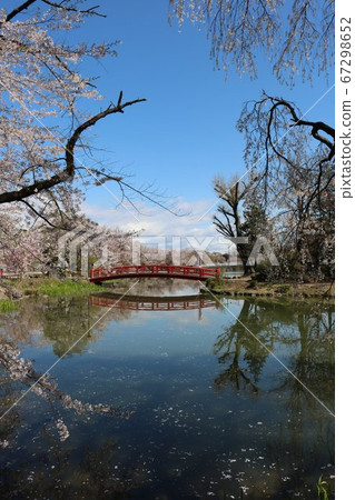 公園裡盛開的紅橋上有100個最佳櫻花點 67298652