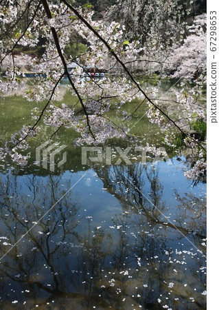 盛開著100個精選櫻花景點的公園 67298653