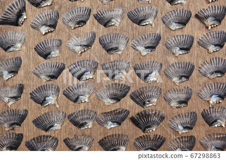 Drying of blowfish fins Drying of blowfish fins 67298863