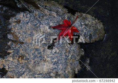 Fallen leaves Fallen leaves 67298942