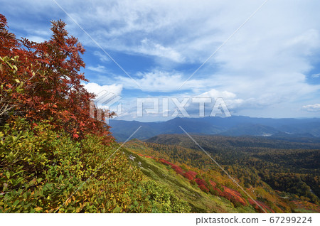 人參梯的紅葉 北海道 神川町 大雪山 照片素材 圖片 圖庫