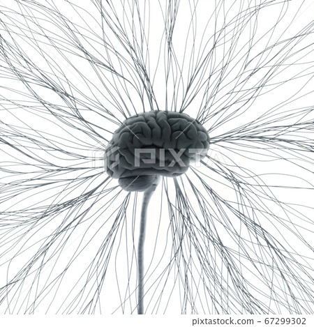 Human Nervous System Brain Neural Network Human Nervous System Brain Neural Network 67299302