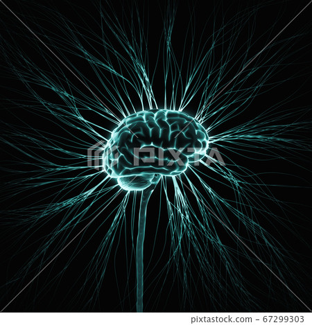 Human Nervous System Brain Neural Network Human Nervous System Brain Neural Network 67299303