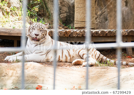 White Tiger sleeping in cage 67299429