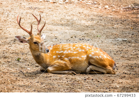 Male chital or cheetal deer (Axis axis),in Male chital or cheetal deer (Axis axis),in 67299433