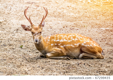 Male chital or cheetal deer (Axis axis),in 67299435