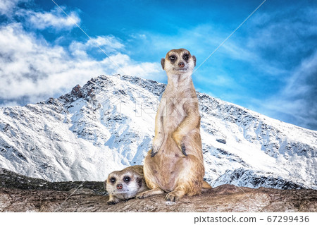 Meerkat (Surikate) in Snow Mountain Meerkat (Surikate) in Snow Mountain 67299436