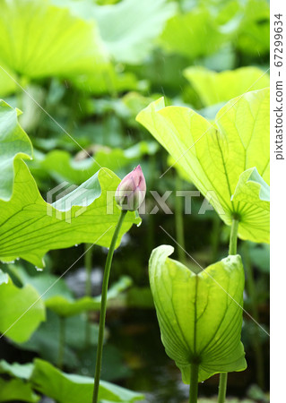 蓮花芽 蓮花芽 67299634