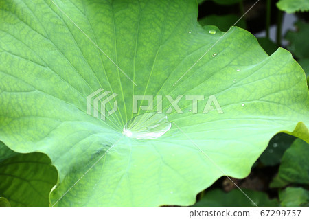 Lotus leaf Lotus leaf 67299757