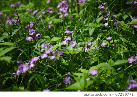 報春花 報春花 67299771