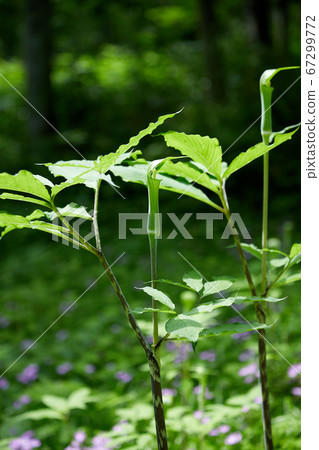 盛開在田裡的Mamushigusa 67299772