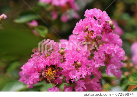 紫葳,花,粉紅色,開花,植物,九芎樹 67299874