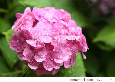 Hydrangea wet in the rain 67299982