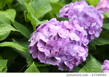 Hydrangea which is wet in the rain Hydrangea which is wet in the rain 67299984