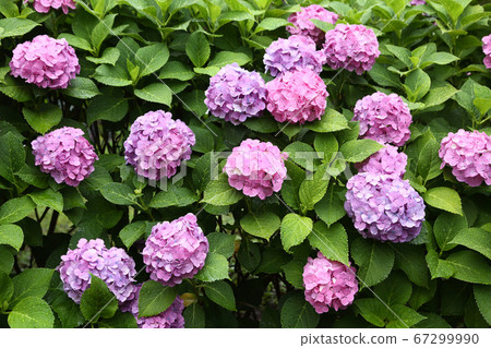 Hydrangea wet in the rain 67299990