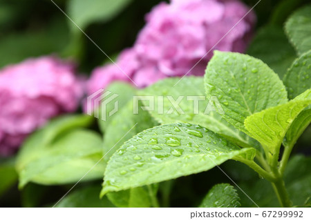 Hydrangea leaves wet in the rain 67299992