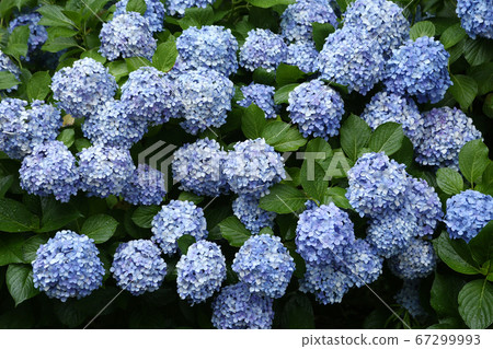 Blue hydrangea flower 67299993