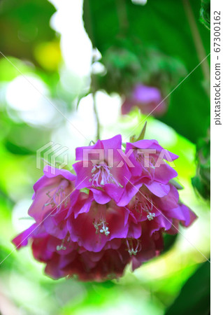 非洲芙蓉,粉紅色花,倒吊,開花植物,花,花園 非洲芙蓉,粉紅色花,倒吊,開花植物,花,花園 67300162