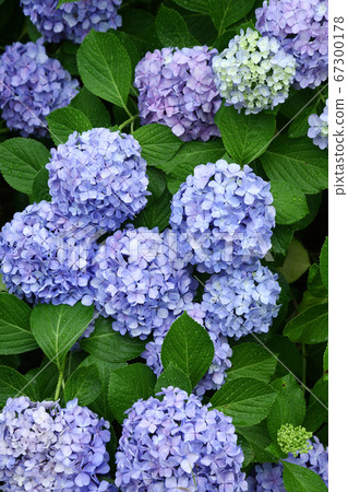 Blue hydrangea flowers getting wet in the rain 67300178