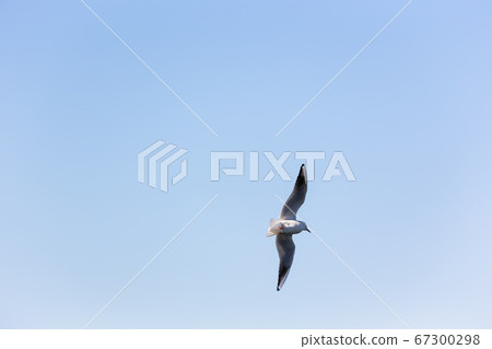 海鷗在日本橫濱山下公園 67300298