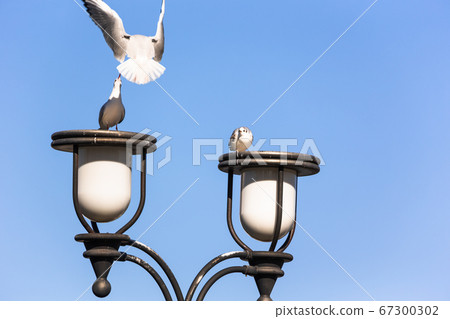 Seagulls in Yamashita Park, Yokohama, Japan Seagulls in Yamashita Park, Yokohama, Japan 67300302