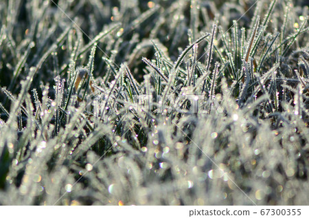 Kagayaki no Kagayaki (Bokeh) 67300355