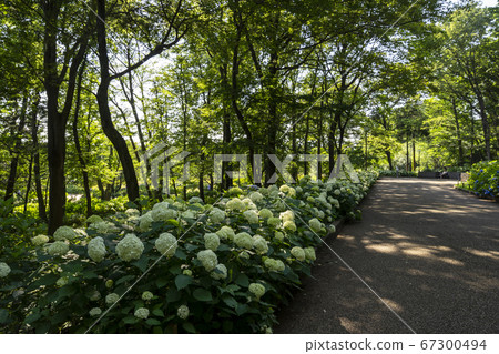 相模原北公園的令人驚嘆的繡球花 相模原北公園的令人驚嘆的繡球花 67300494