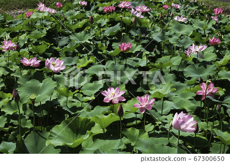 Oga Lotus 2/5 Oga Lotus 2/5 67300650