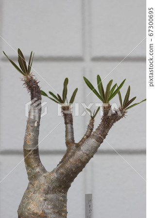 Pakipodium grachilis succulent plant Codex 67300695