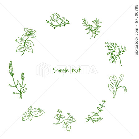 框架3用筆劃的草藥 框架3用筆劃的草藥 67300799