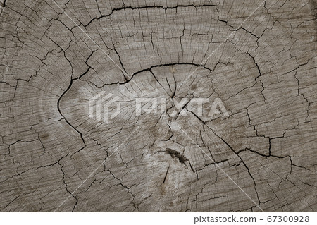 wooden log tree stump cut texture background 67300928