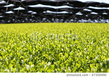 Tea plantation fresh green tea 67300990